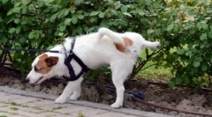 Како да научите куче во тоалетот на улица